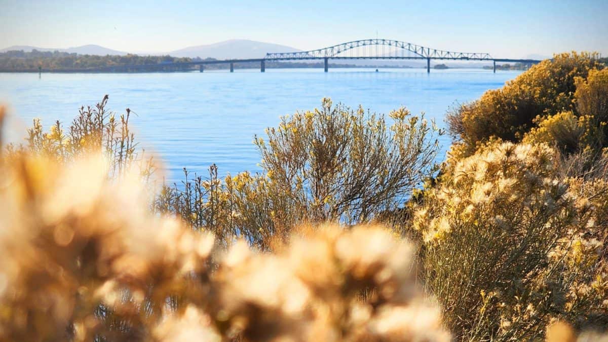 Columbia River, flowers and plants growing along the river, with a bridge over water in the background