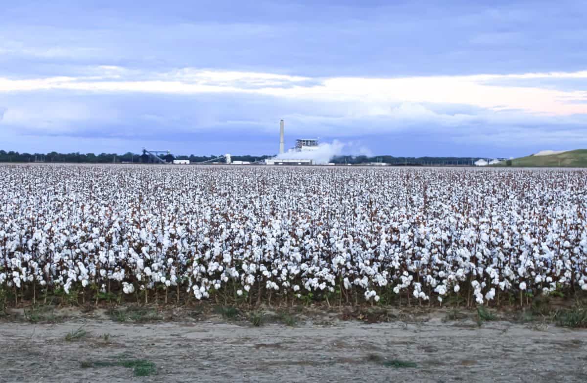 A field of cotton in the evening with an industrial plant in the distance in rural Arkansas