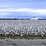 29. Cotton Plant, AR