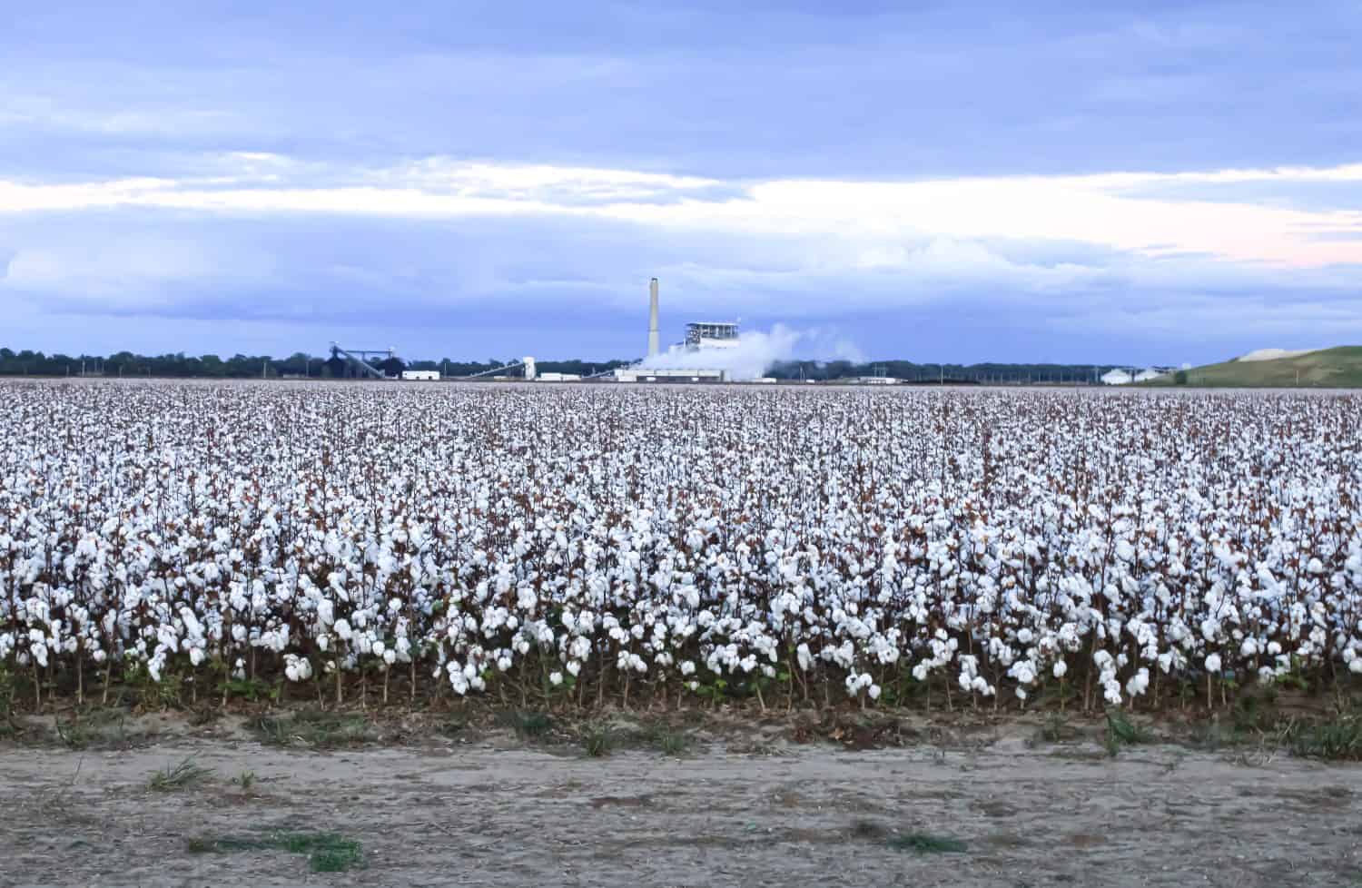 29. Cotton Plant, AR