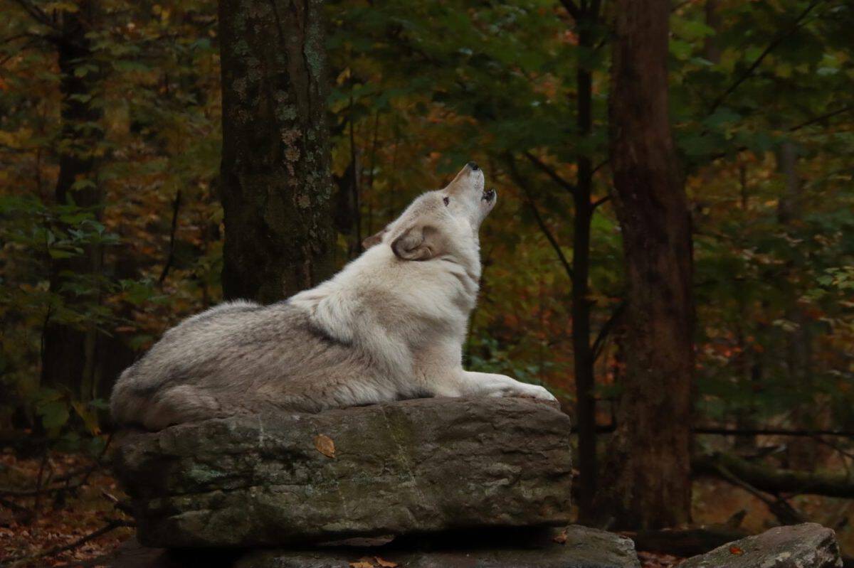 White Wolf Howling in the morning