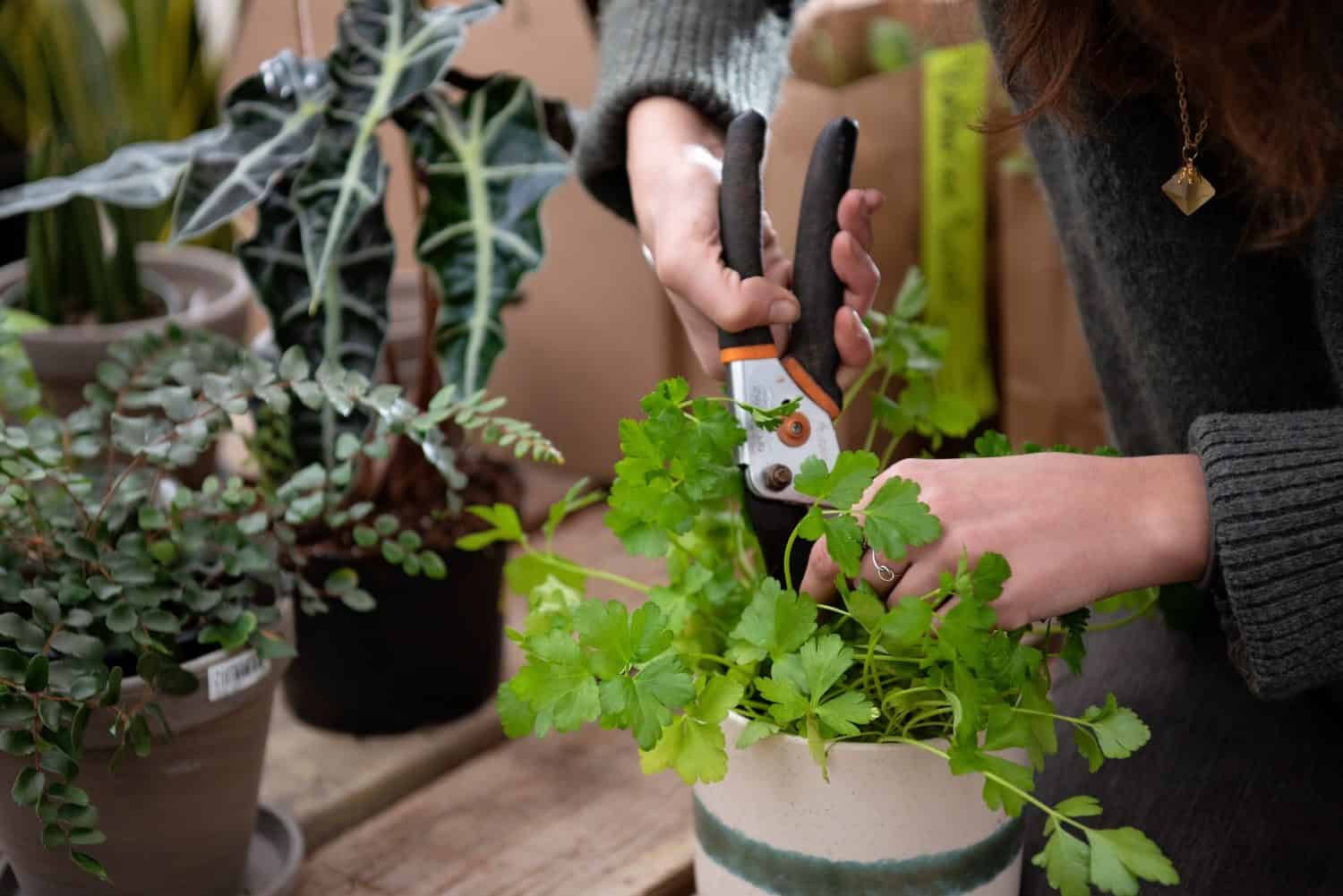 5. Harvesting Your Cilantro Plant