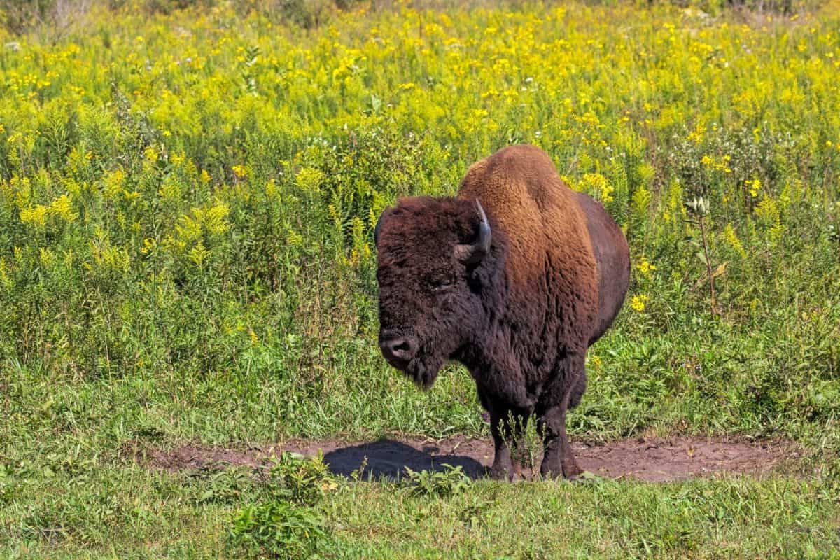 A buffalo stands in its dry wallow among a prairie of golden flowers.