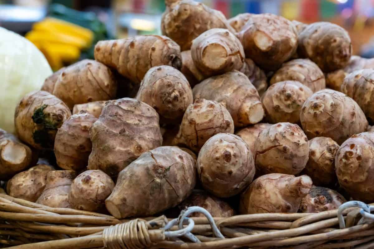 A pile of Jerusalem artichokes in a basket on display at a market stall. These are also called wild sunflower, sunroot, sunchoke, topinambur, or earth apple, is a species of sunflower.