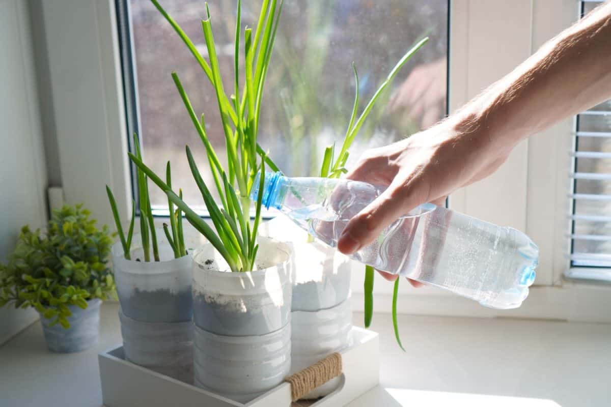 a hand pours water on green seedlings of onions and garlic growing in plastic bottles of dairy products with soil on the windowsill of the house, the concept of self-cultivation of food.