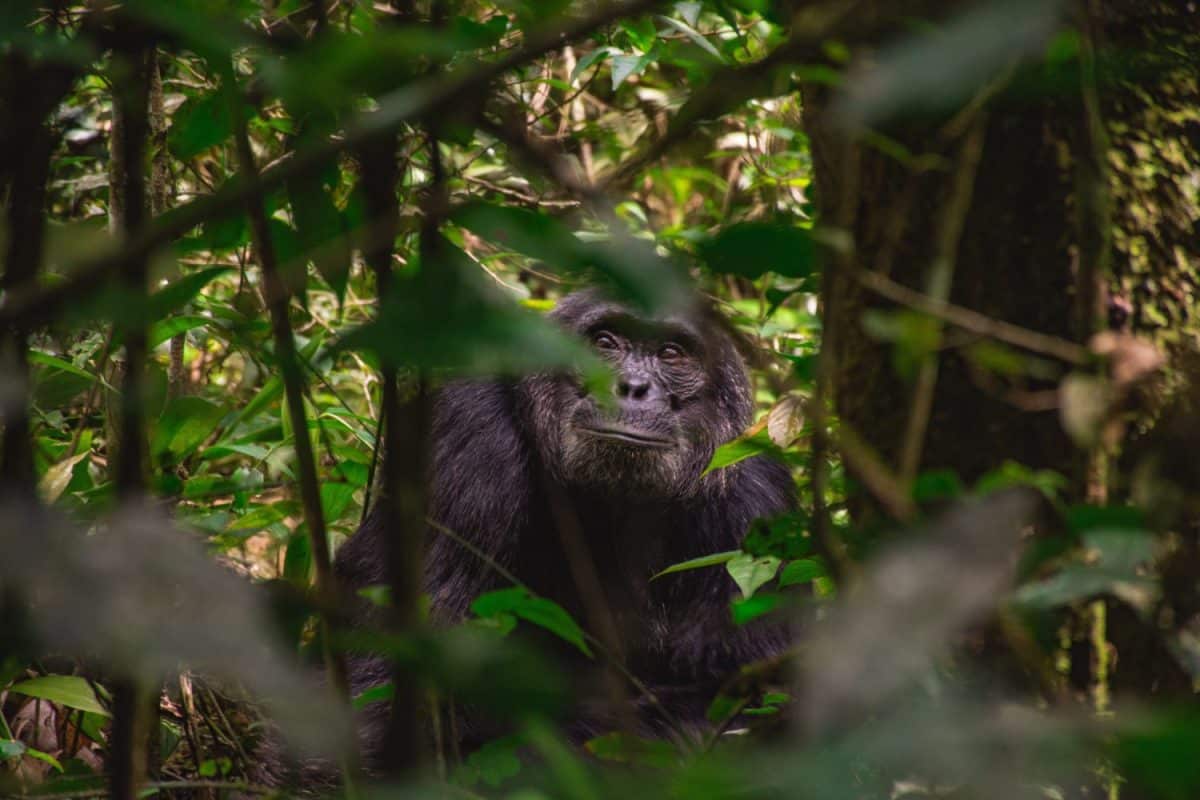 Chimpanzee in the Ugandan jungle