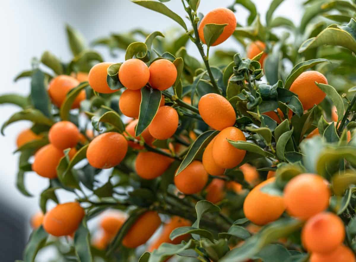 Kumquat branch completely covered with ripe kumquat fruits close up.