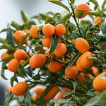 Kumquats