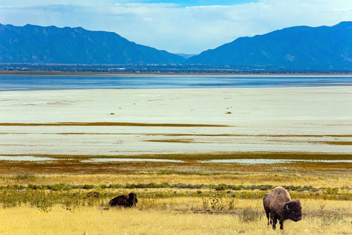 USA. Great Salt Lake. Utah. Antelope Island is magnificent and diverse. Huge wild bison graze on the shore of the lake.