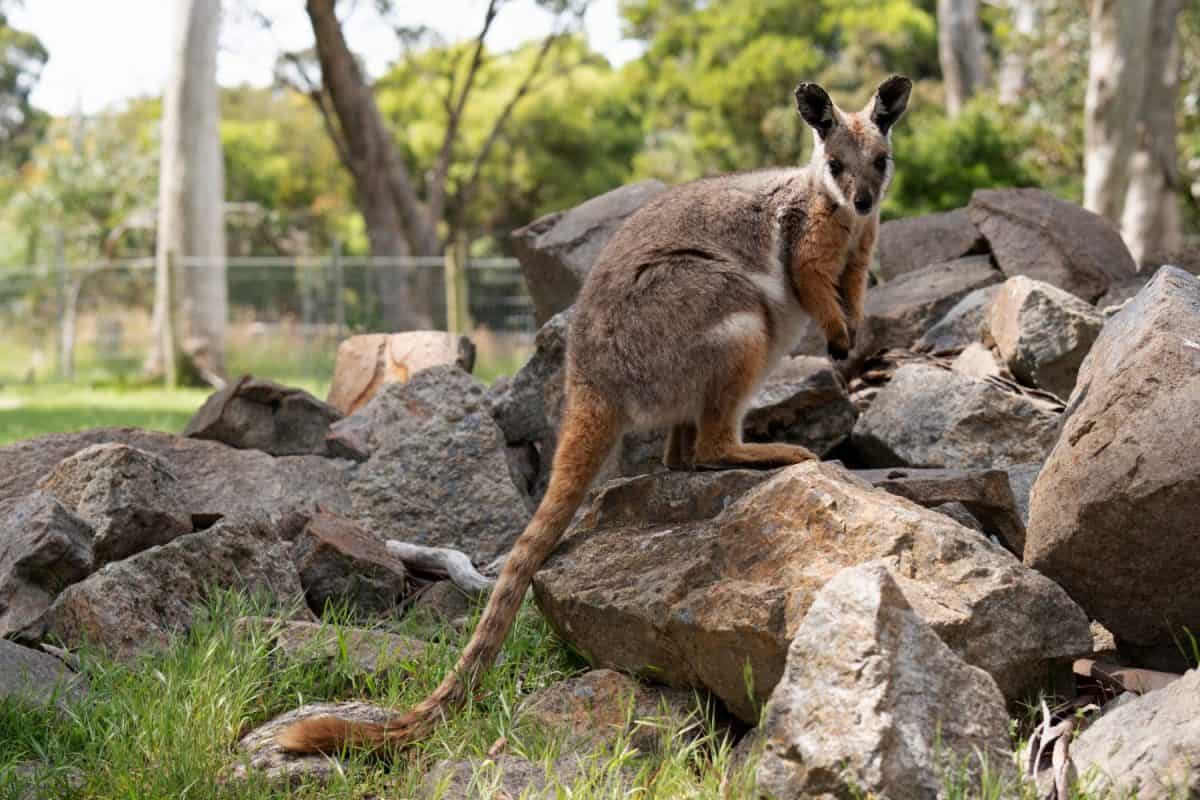 The Yellow-footed Rock-wallaby is brightly coloured with a white cheek stripe and orange ears. It is fawn-grey above with a white side-stripe, and a brown and white hip-stripe.