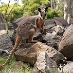 Crescent Nail-Tail Wallaby