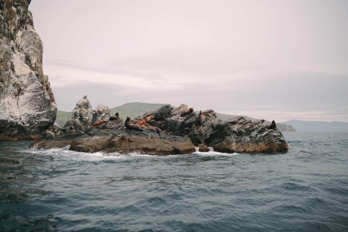 Sea lions basking on a rock in the Japanese Sea near Askold Island, Primorsky Krai, Russia, showcasing a striking marine wildlife scene in a pristine natural habitat