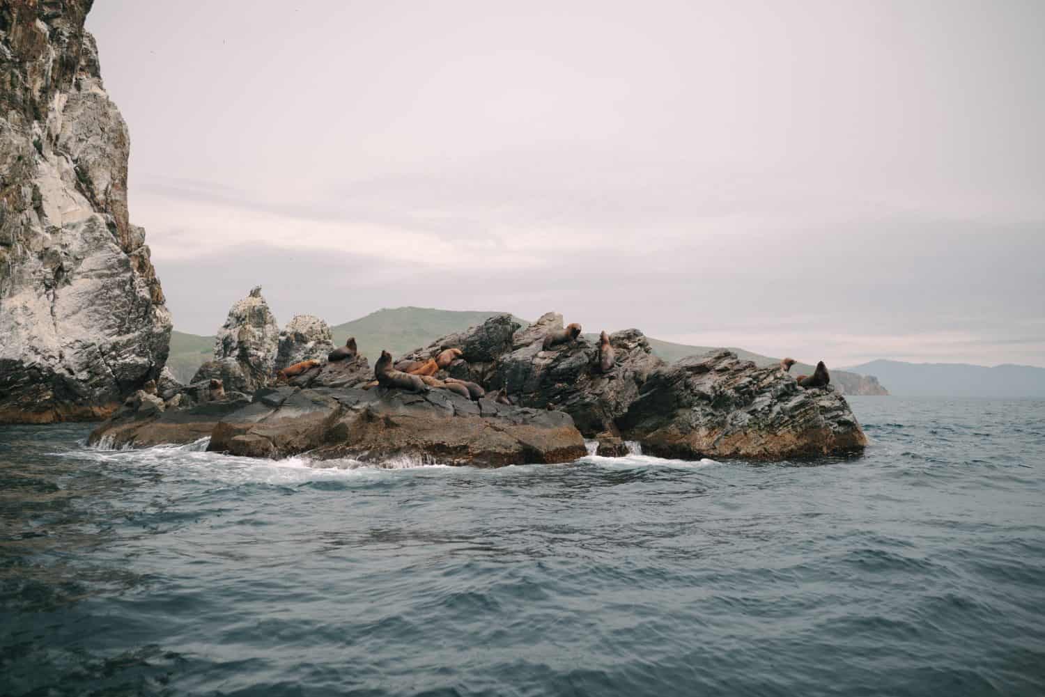 Japanese Sea Lion