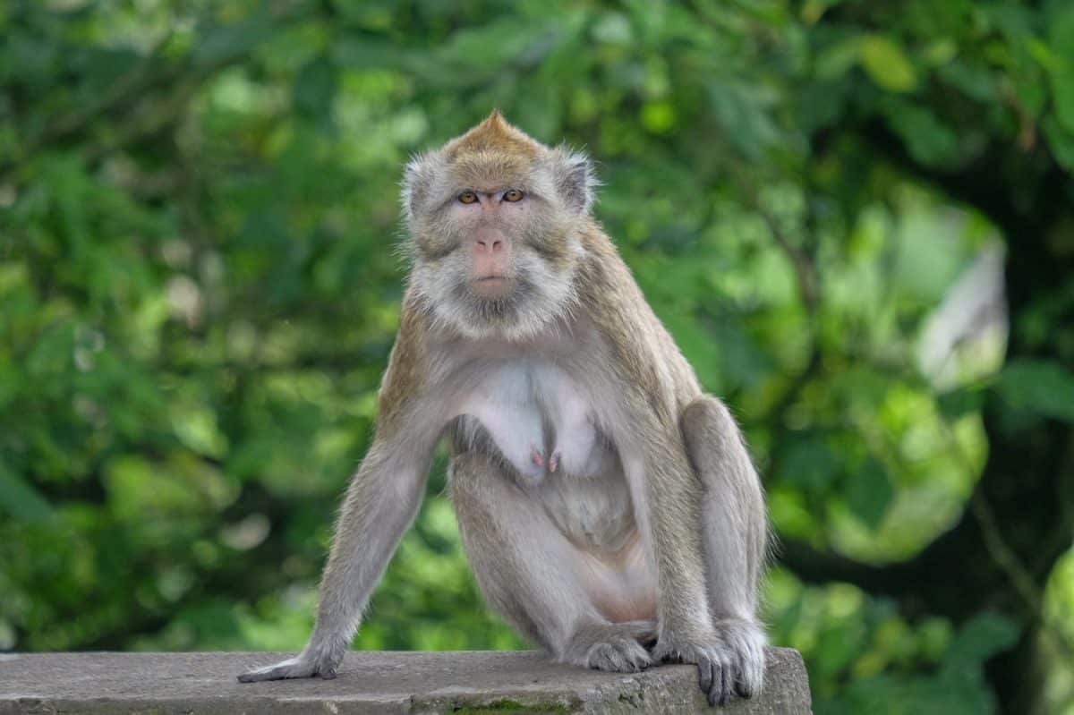 Close up of a monkey looking forward. Monkey sitting against forest background. Bokeh background