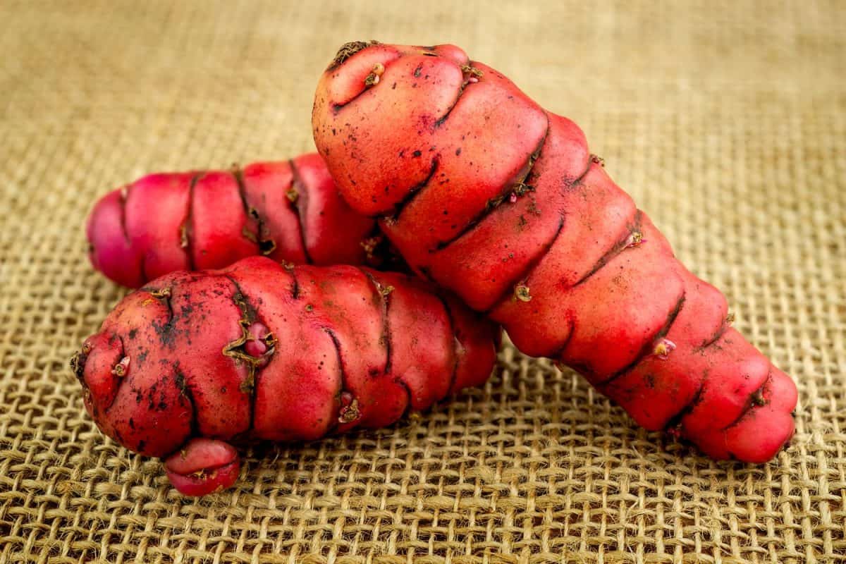 Pink oca new zealand yams closup macro on hessian background