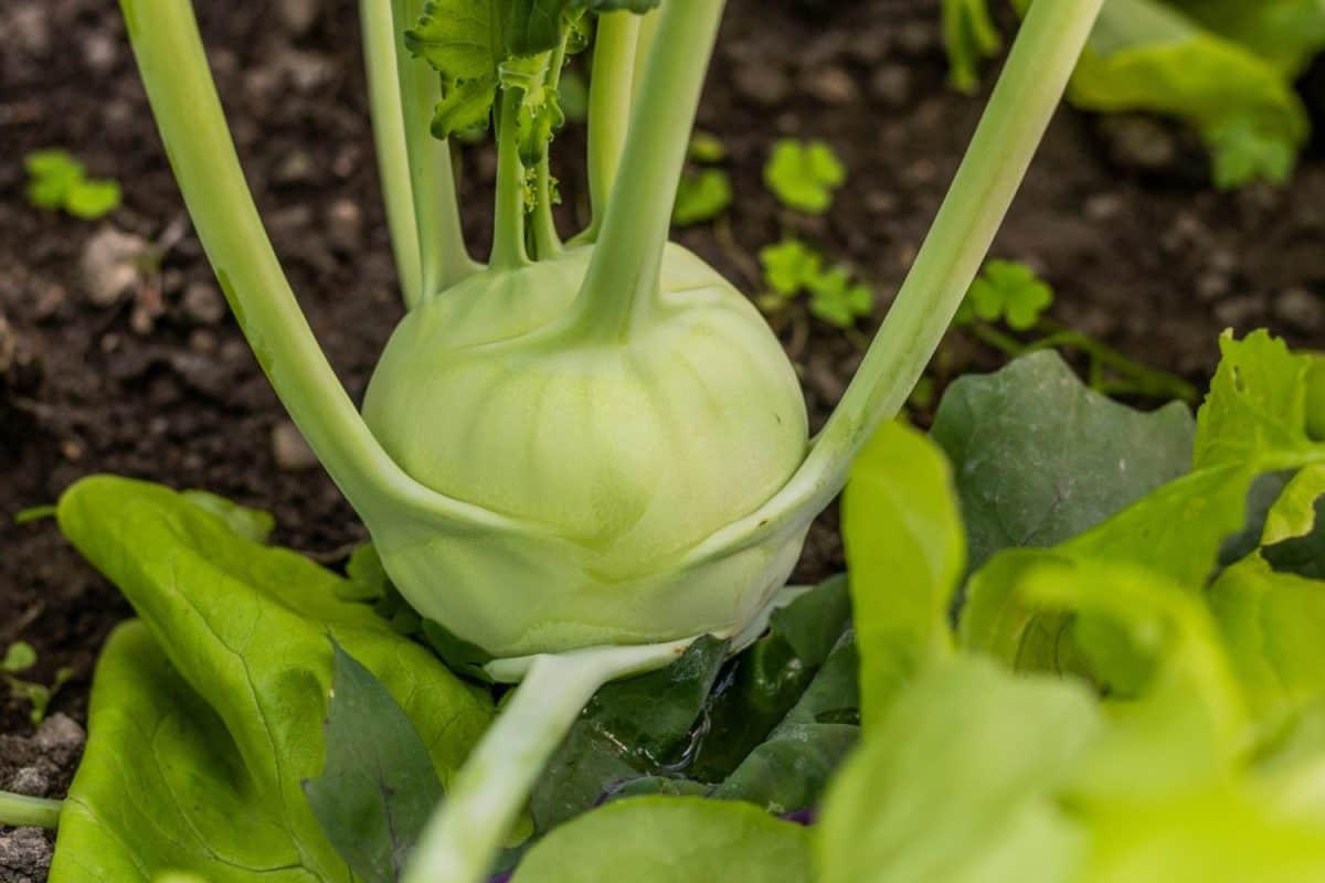 Detailed view of a kohlrabi