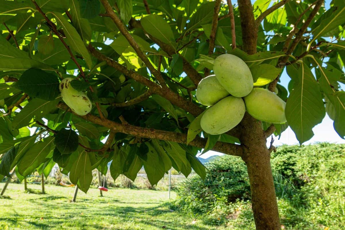 The american pawpaw or asimina triloba fruits on its tree.