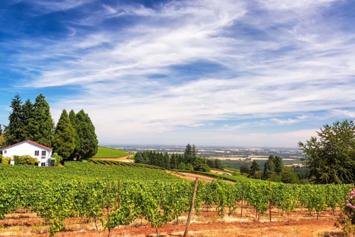 Vineyards in the Dundee Hills in Oregon with a beautiful dramatic sky