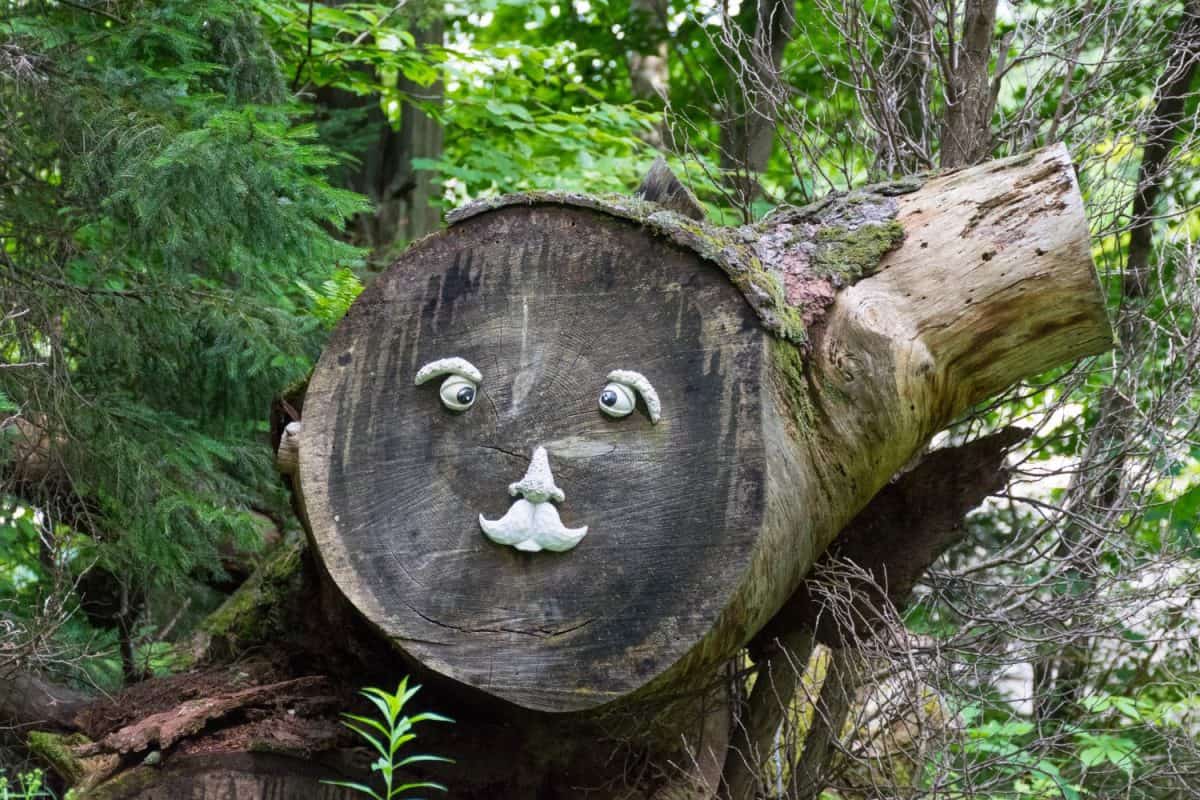 Woodland face on a tree in the Adirondack mountains, Caroga Lake, NY