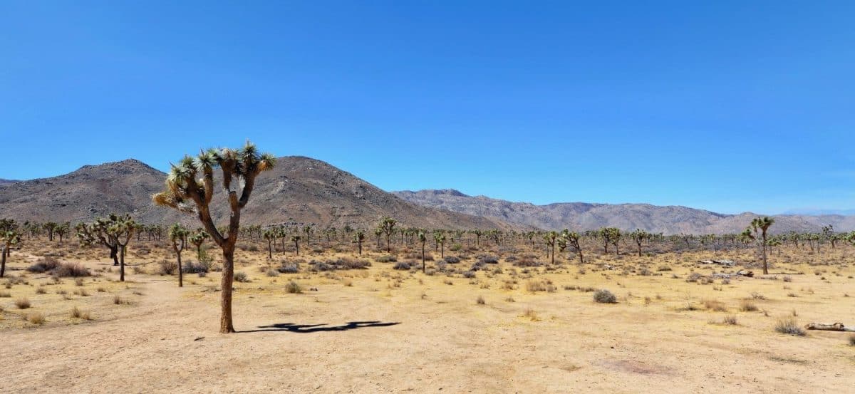 A Joshua Tree along Route 66 near Helendale, California