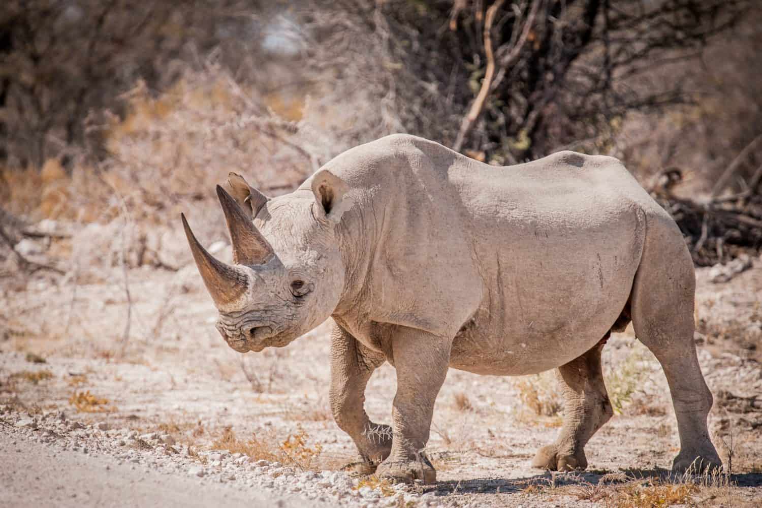 Black rhino crossing the road, Etosha National Park, Namibia