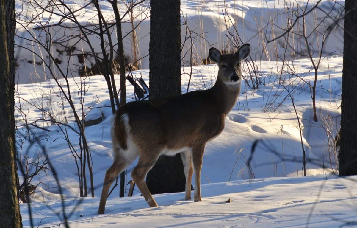 Whitetail Doe Deer with Snowy background