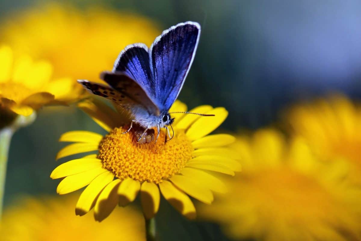 Yellow flower with Silver-studded Blue (Plebejus argus) butterfly - horizontal makro photo