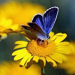 Xerces Blue Butterfly