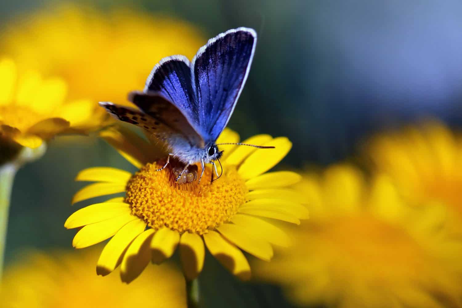 Xerces Blue Butterfly