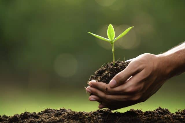 Hands holding and caring a green young plant