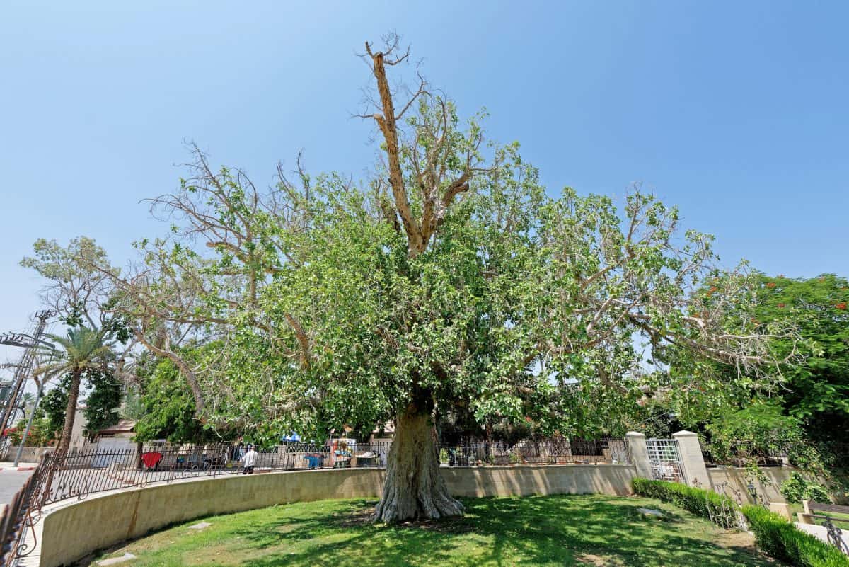 Tree of Zacchaeus, Zacchaeus' sycamore fig, in Jericho, West Bank, Israel. The biblical place where Zacchaeus met Jesus.