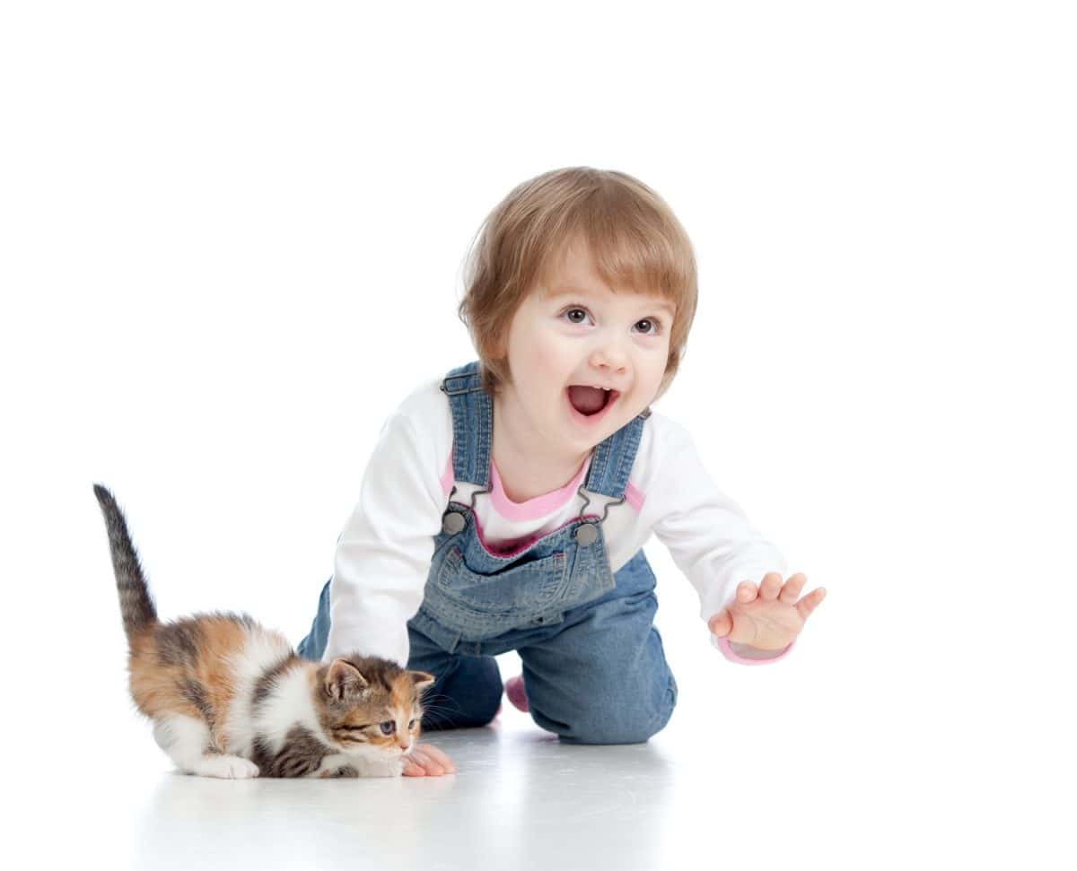 funny little girl playing with Scottish kitten