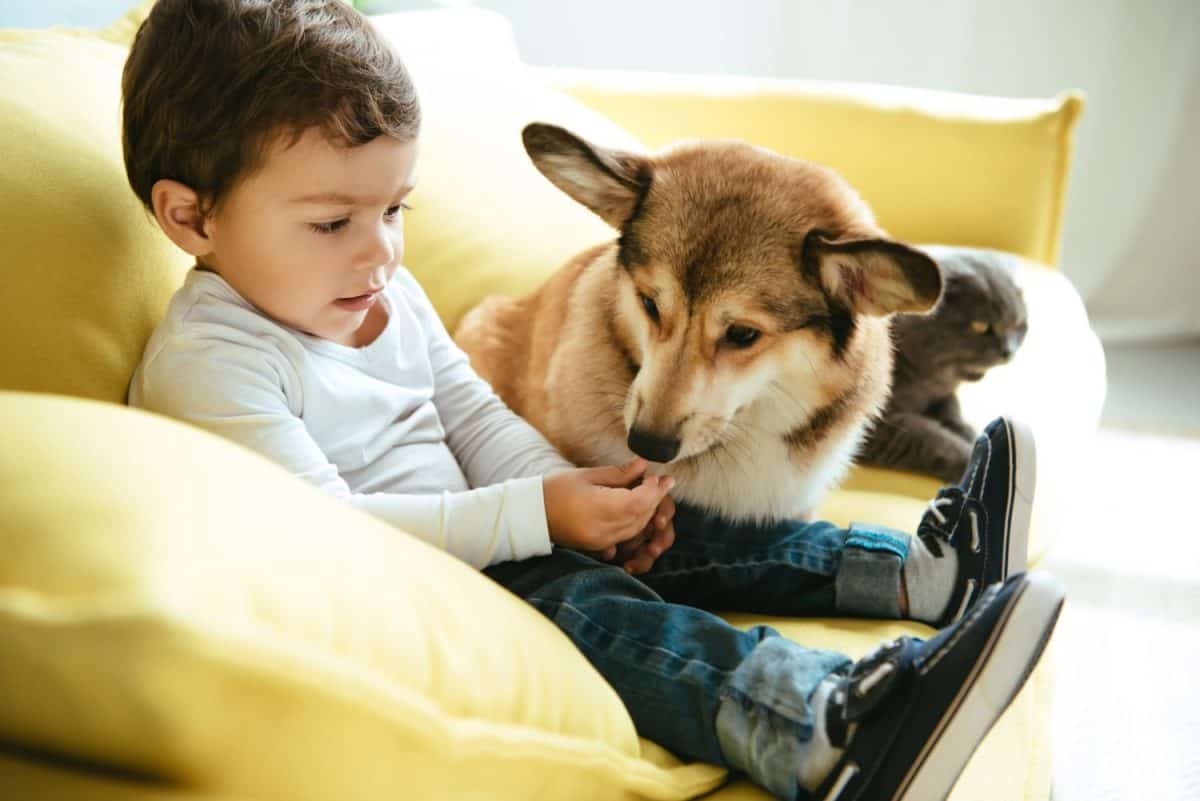 adorable boy sitting on sofa with cat and dog