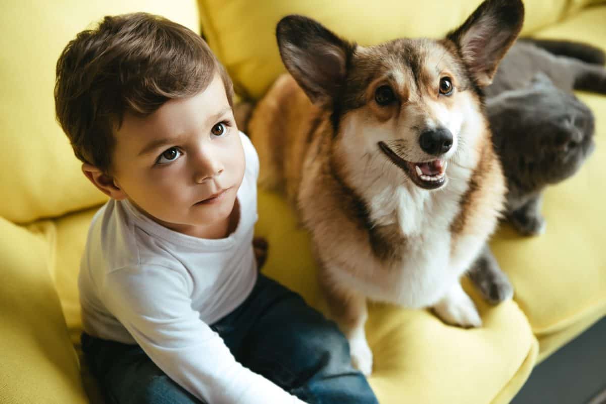 little boy sitting on sofa with cat and welsh corgi dog