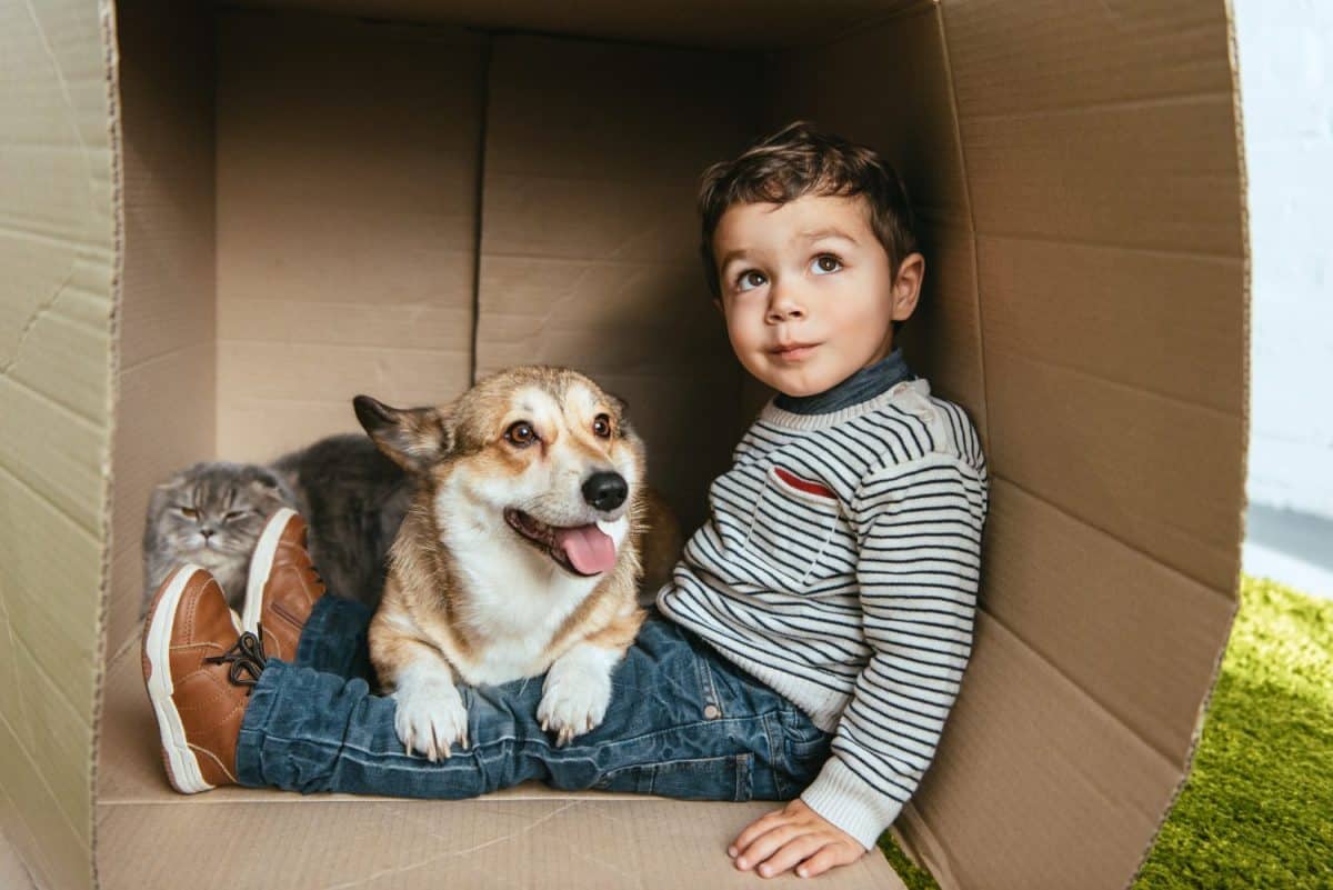 selective focus of boy with adorable corgi and british longhair cat sitting in cardboard box