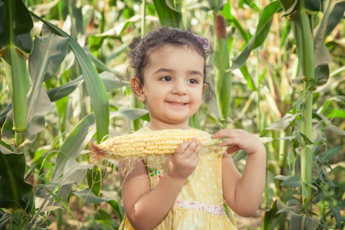 Beautiful small girl standing in the corn farm and looking with toothy smile.