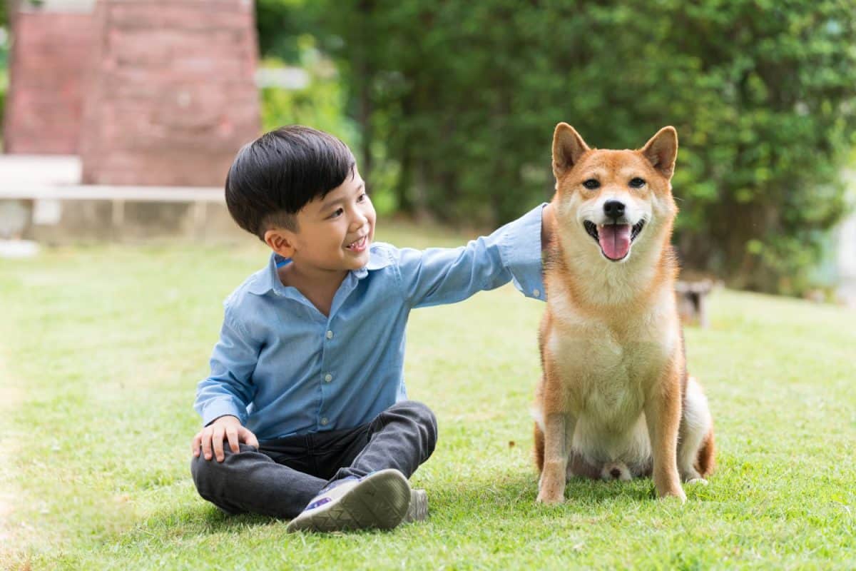 Asian boy are training for Shiba Inu dogs in the garden. An Asian boy plays with a Shiba Inu dog who has a picnic in the garden.