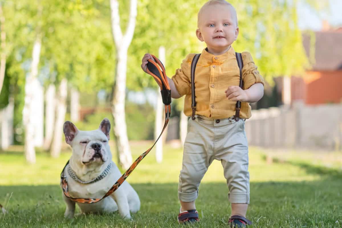 Portrait of a Baby boy with a white French bulldog. Walks in the yard near the house.