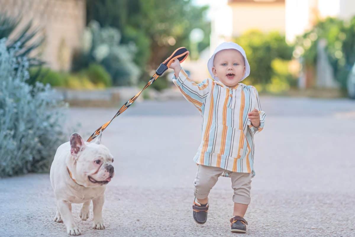 life style portrait of a baby boy walking a white French bulldog. In residential areas.