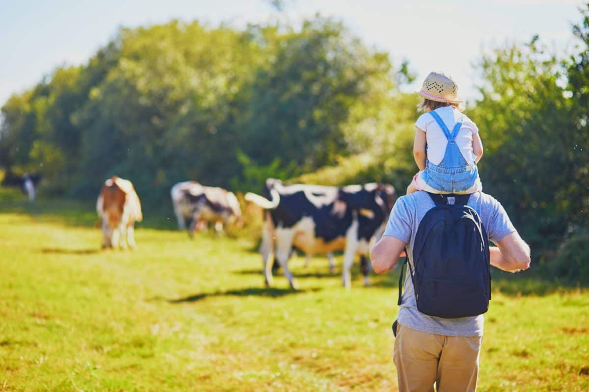 Father holding his daughter on shoulders and walking near cows grazing on a green pasture in rural Brittany, France