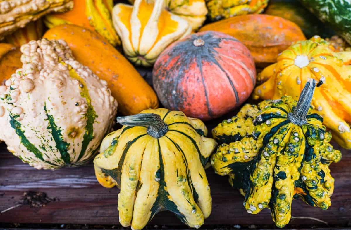 A top view of colorful gourds on sale at an Amish store in Nolensville, Tennessee