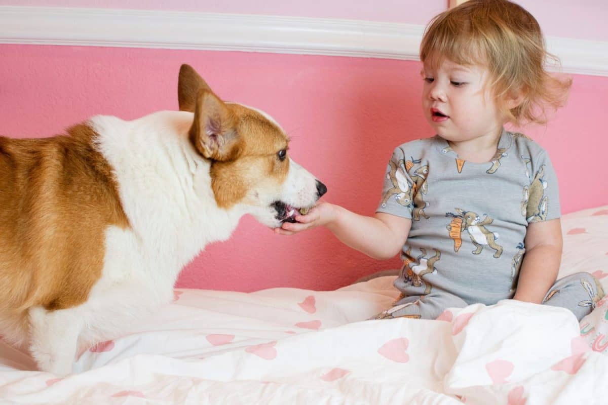 Cute Caucasian toddler girl giving a treat to the dog. Children and dog concept. Feeding Welsh Pembroke Corgi Dog