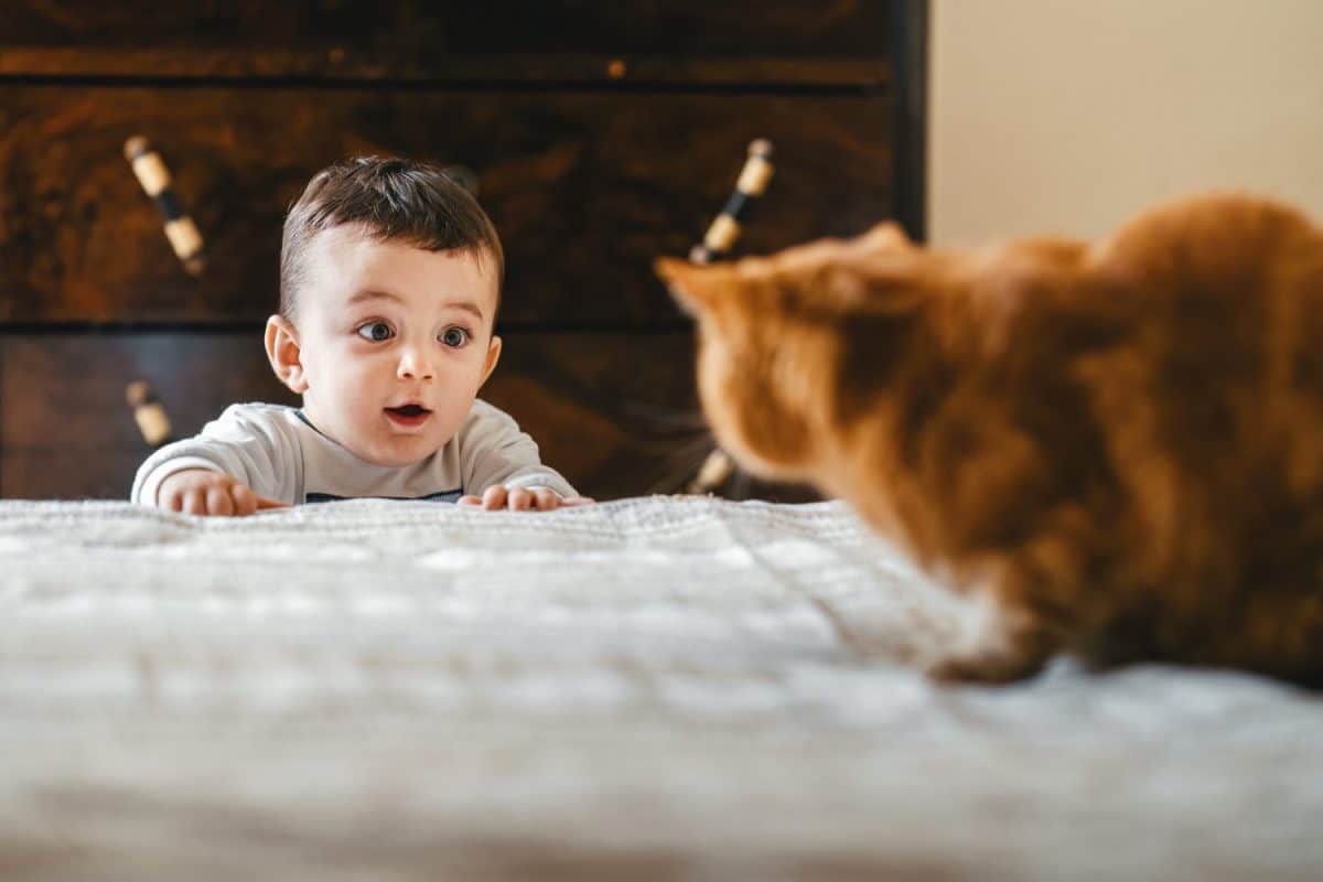 Caucasian one year old baby meeting a cat for the first time, surprised look on his face, in a bedroom