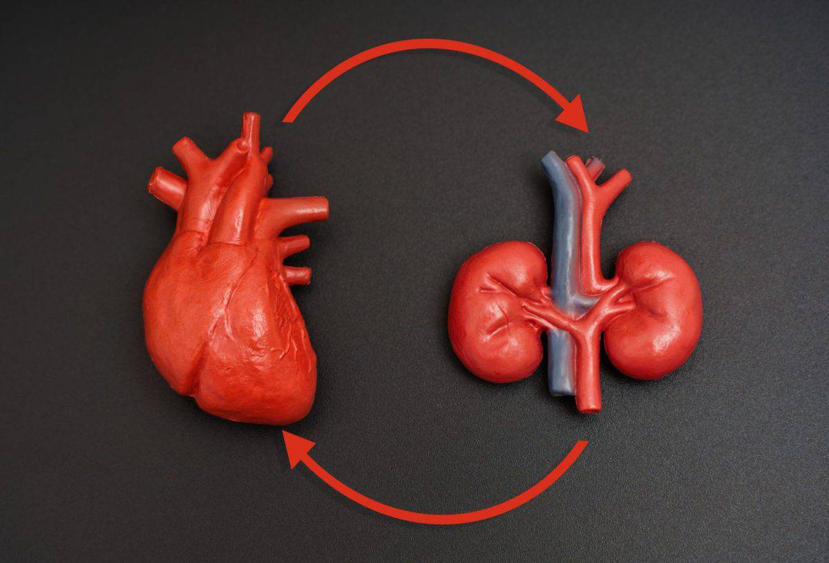 Anatomically correct heart and kidney models with circular arrows illustrating circulatory flow between them.