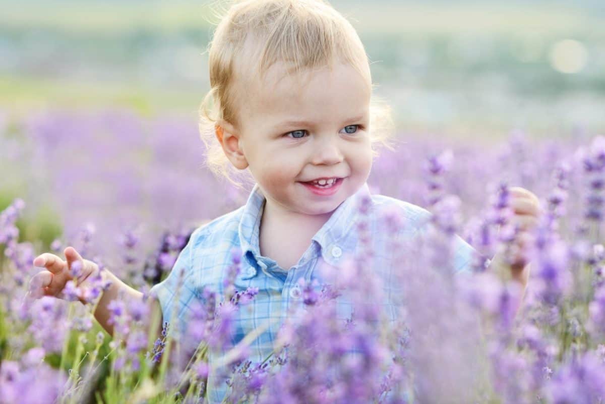 baby boy in the lavender summer field