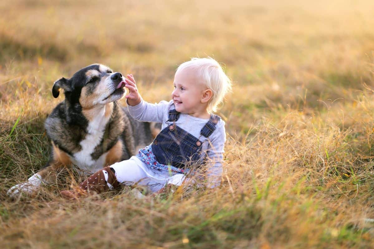 A rescued German Shepherd mix breed dog is licking the hand of a baby girl as she pets him outside on a fall day.