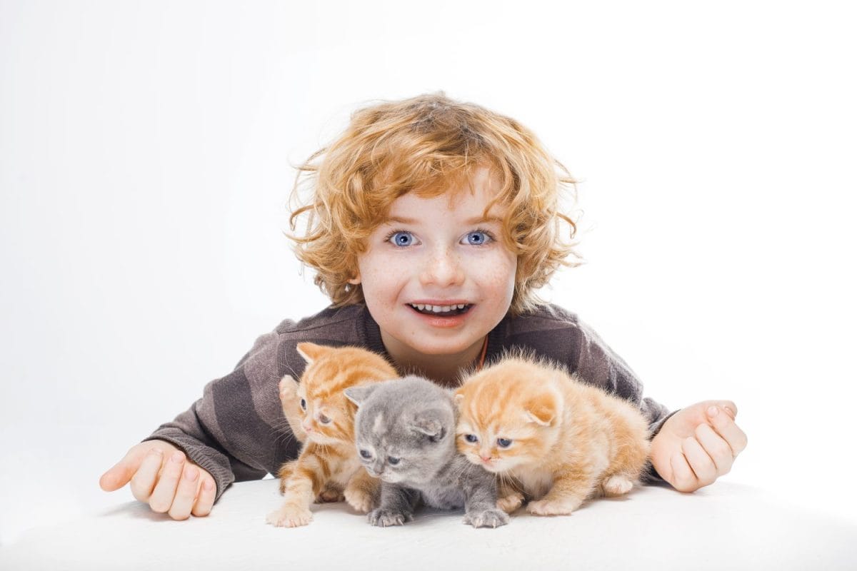 boy and kittens, cat and boy, scottish fold cat, the red-haired boy with freckles holding three kittens isolated on white background, close-up