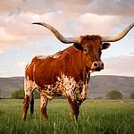 Texas Longhorns