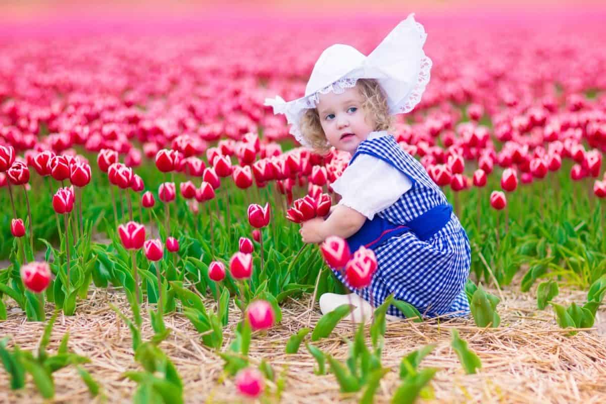 Adorable curly toddler girl wearing Dutch traditional national costume dress and hat playing in a field of blooming tulips next to a windmill in Amsterdam region, Holland, Netherlands