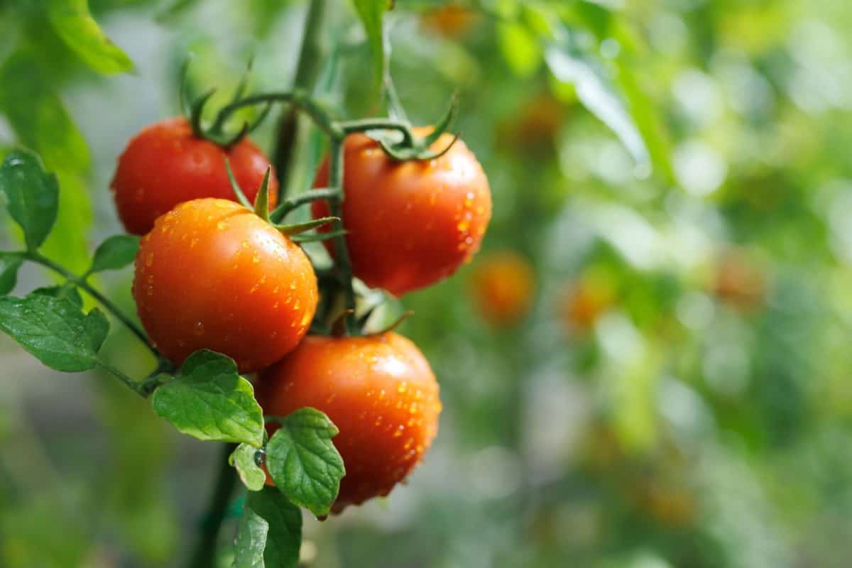 Maturation of tomatoes in the greenhouse. Organic farming